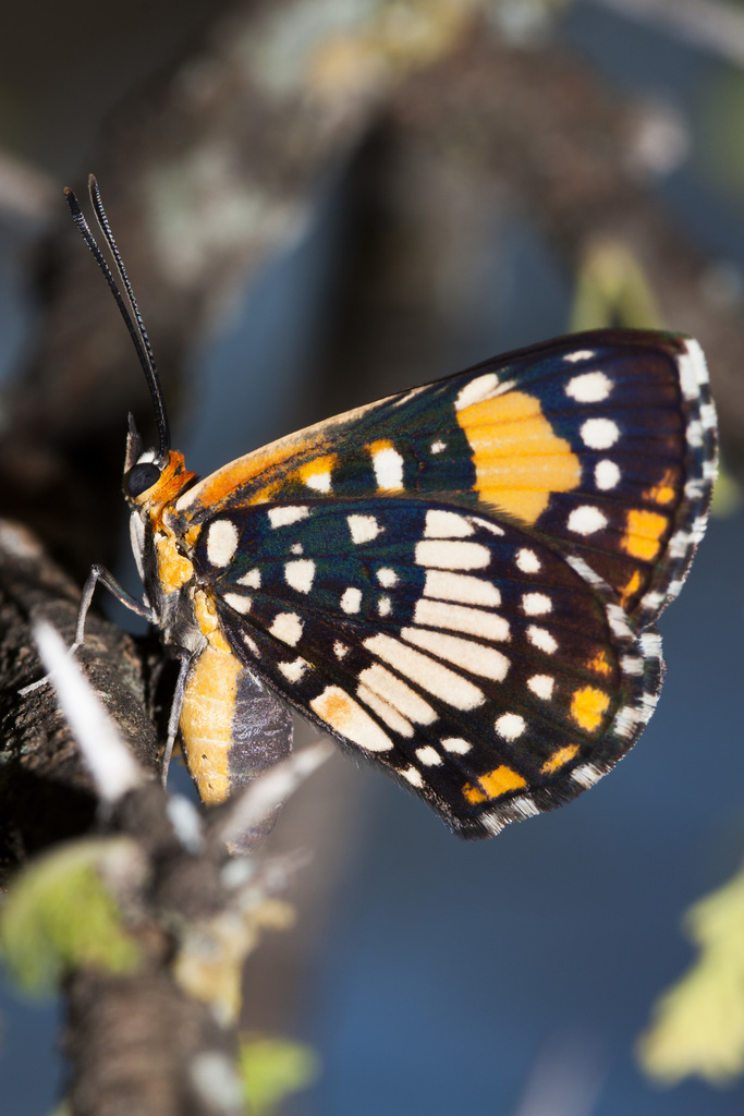 Lemonias ochracea
