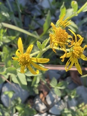 Verbesina helianthoides