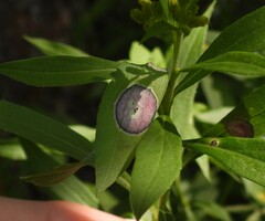 Asteromyia carbonifera