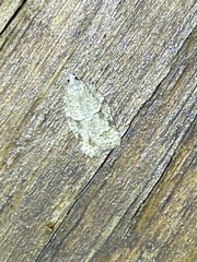 Acleris placidana