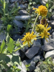 Verbesina helianthoides