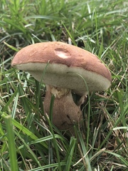 Tylopilus badiceps