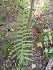 Amauropelta noveboracensis
