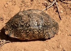 Stigmochelys pardalis