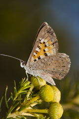 Aricoris arenarum