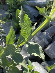 Verbesina helianthoides