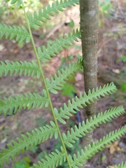 Amauropelta noveboracensis