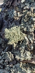 Ramalina farinacea