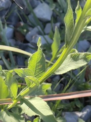 Verbesina helianthoides