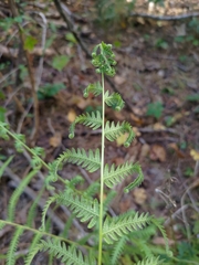 Amauropelta noveboracensis