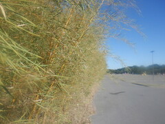 Bambusoideae