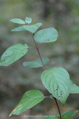 Cornus alba