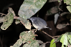 Hypocnemoides maculicauda