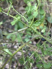 Pyrrhia aurantiago