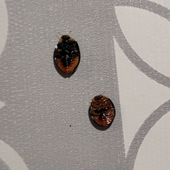 Harmonia axyridis