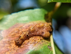 Gymnosporangium sabinae