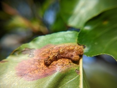 Gymnosporangium sabinae