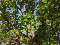 Gymnosporangium sabinae