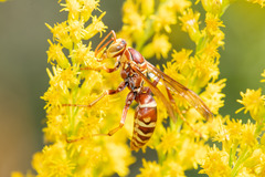 Polistes apachus
