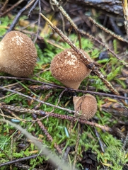Lycoperdon nigrescens