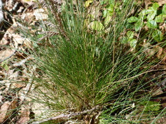 Festuca ovina