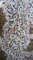 Alyxoria culmigena