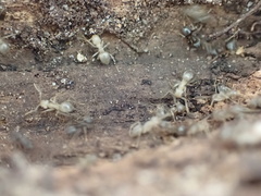 Lasius americanus