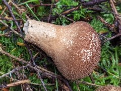 Lycoperdon nigrescens