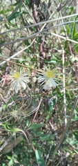 Clematis montevidensis