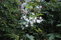 Jasminum