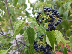 Viburnum recognitum