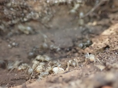 Lasius americanus