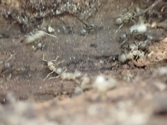 Lasius americanus