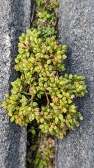 Polycarpon tetraphyllum