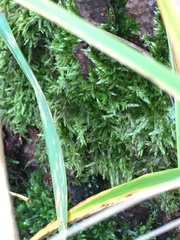 Brachythecium rutabulum