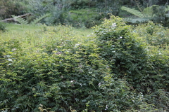 Jasminum