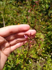 Lopezia racemosa
