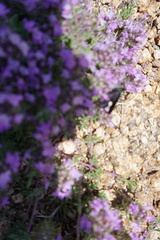 Thymus gobicus