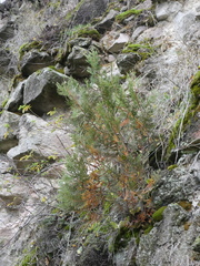 Platycladus orientalis