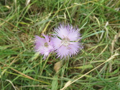 Dianthus hyssopifolius