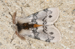 Iropoca rotundata