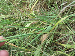 Dianthus hyssopifolius