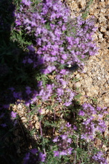 Thymus gobicus