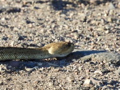 Crotalus molossus