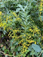 Solidago rugosa
