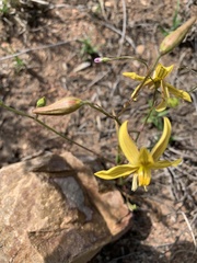 Cyanella lutea lutea
