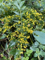 Solidago rugosa