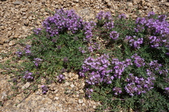 Thymus gobicus