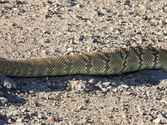 Crotalus molossus