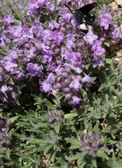 Thymus gobicus